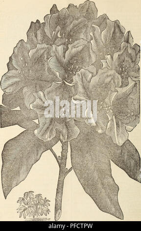 . Catálogo descriptivo de la lectura de vivero. Viveros (horticultura) Catálogos de Massachusetts; viveros Catálogos de Massachusetts; frutas; Arbustos Catálogos de Massachusetts Massachusetts Massachusetts Catálogos catálogos; Árboles perennes; catálogos de Massachusetts. 24 Catálogo de vivero, la lectura de la misa. J. W. Manning, titular.. KUODODEXDItOX planta y flor. Por favor tenga en cuenta que estas imágenes son extraídas de la página escaneada imágenes que podrían haber sido mejoradas digitalmente para mejorar la legibilidad, la coloración y el aspecto de estas ilustraciones pueden no parecerse perfectamente a la obra original. Vivero de lectura (Re