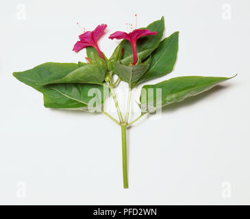 Mirabilis jalapa, four o'clock, la rama de plantas con grandes hojas verdes y flores de color rojo-rosa oscuro con proyección de estambres. Foto de stock