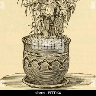 . Catálogo Descriptivo de nuevo, las plantas raras y hermosas, dalias, crisantemos, geranios, fucsias, claveles, verbenas, phloxes, &amp;c. para la primavera de 1873, cultivada y venta por John Saul, jardinero, importador y productor de semillas. Viveros (horticultura) Catálogos; plantas; catálogos Catálogos de semillas de flores. Catálogo Descriptivo. n H§f? "^C/. Campanula Medium Calycanthema Alba. Para una descripción, véase la página opuesta. Por favor tenga en cuenta que estas imágenes son extraídas de la página escaneada imágenes que podrían haber sido mejoradas digitalmente para mejorar la legibilidad, la coloración y el aspecto de estos ilustración
