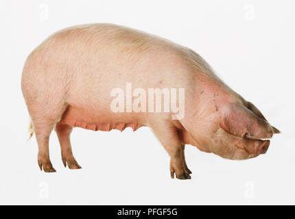 Un cerdo doméstico (Sus scrofa domestica), de pie, vista lateral Foto de stock