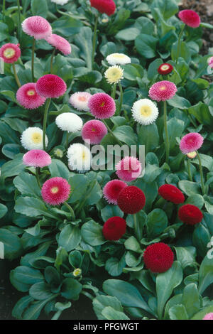 Bellis perennis "Tasso Series' (Daisy), rojo, morado y blanco cabezas de flores Foto de stock