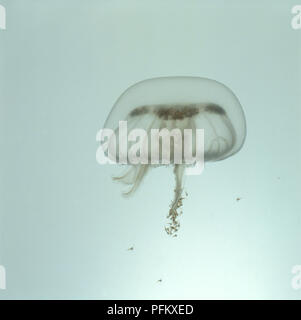 La medusa común (Aurelia aurita) bajo el agua, más cerca Foto de stock
