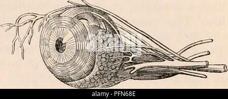 Cocodrilo anatomia externa fotografías e imágenes de alta resolución - Alamy