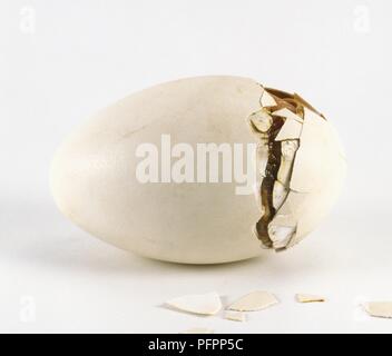 Roman huevo de ganso con grietas visibles