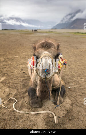 Retrato de camello cerca. Safari del camello en el valle de Nubra en Ladakh, India Foto de stock