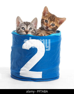 Gatitos en una cesta con el número 2 en la parte delantera, Bengala y British Shorthair cruz gatitos, 5 semanas de edad.