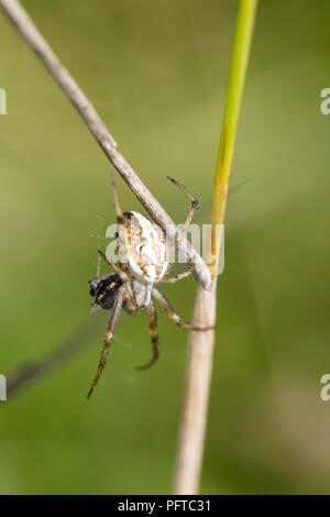 En la web de araña protegiendo su comida con net Foto de stock