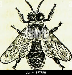 . Las abejas y la apicultura: una llanura, trabajo práctico: resultado de años de experiencia y observación estrecha en apiarios extensa, tanto en Pennsylvania y California. Con instrucciones de cómo hacer la apicultura un conveniente y lucrativo negocio y para el envío de abejas a California. Las abejas. Historia y fisiología. 61 bee para retirarlo de la herida, pero el acto de picadura de cualquier animal es generalmente fatal a sí mismo, lagrimeo, por decirlo así, una parte de las vísceras con la picadura. Estos trabajadores pueden decirse que componen el conjunto de la Comunidad, excepto en la época de los aviones teledirigidos, que apenas dura cuatro meses Foto de stock