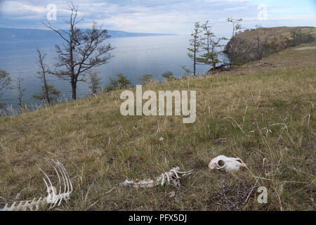 Un cadáver de animal en el césped de Olkhon isla en el lago Baikal, Rusia Foto de stock