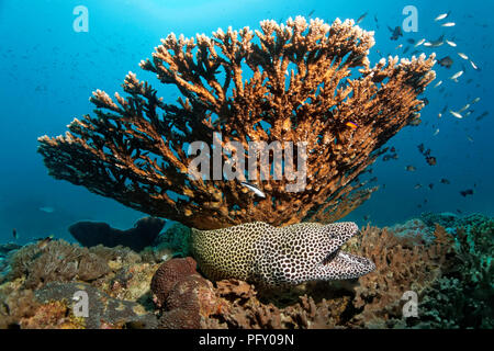 Moray (Gymnothorax favagineus trenzadas), con la boca abierta, bajo tabla Agropora coral (Acropora sp.), Daymaniyat Islas Naturaleza Foto de stock