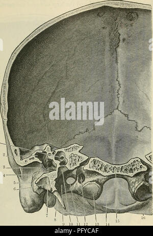 anatomía de la membrana timpánica