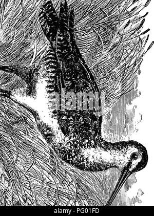 . Bird Life de Nueva Inglaterra; siendo un manual de ornitología de Nueva Inglaterra: rev.y ed. del manuscrito de Winfrid A. Stearns . Las aves. GALLINAGO WILSONI : AMERICAN SNIPE. I95 ave que técnicamente diferente a la de Inglaterra, como cualquiera puede percibir en la comparación de los dos, aunque t ^ y , J. la similitud general está bastante cerca. Es otro de los lamentables casos en los que la escasez de idioma. Por favor tenga en cuenta que estas imágenes son extraídas de la página escaneada imágenes que podrían haber sido mejoradas digitalmente para mejorar la legibilidad, la coloración y el aspecto de estas ilustraciones pueden no estar perfectamente resemb