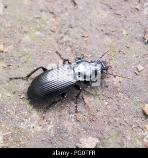 Un escarabajo negro de tierra en suelos fangosos. Foto de stock
