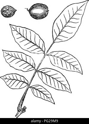 . Los árboles y arbustos : una versión abreviada del Arboretum et fruticetum britannicum : contienen los hardy schrubs y árboles de Gran Bretaña, nativos y extranjeros, y científicamente descrito popular : con su propagación, cultivo y usos y grabados de casi todas las especies. Los árboles, los arbustos, los bosques y la silvicultura. 734 ARBORETUM ET FRUTICETUM BRITANNICUM. La especie se propaga por medio de la tuerca; la cual, cuando el árbol se cultiva principalmente por su madera, es mejor sembrada donde es finalmente a permanecer, a cuenta de la raíz principal, que tendrá así toda su influencia sobre el vigor y la prosperidad de la tr