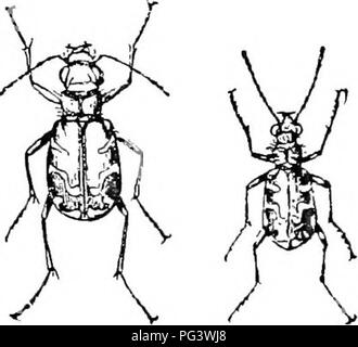 . Ilustra un catálogo descriptivo de los coleópteros o escarabajos (exclusivo de la Rhynchophora) sabe que ocurren en Indiana : con la bibliografía y descripciones de nuevas especies . Los escarabajos. . Por favor tenga en cuenta que estas imágenes son extraídas de la página escaneada imágenes que podrían haber sido mejoradas digitalmente para mejorar la legibilidad, la coloración y el aspecto de estas ilustraciones pueden no parecerse perfectamente a la obra original. Blatchley, W. S. (Willis Stanley), 1859-1940. Indianapolis : Naturaleza Pub. Co.