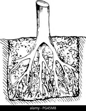 . Principios de la cultura de planta : un tratado elemental diseñado como un libro de texto para principiantes en la agricultura y la horticultura. La horticultura y la Botánica. . Por favor tenga en cuenta que estas imágenes son extraídas de la página escaneada imágenes que podrían haber sido mejoradas digitalmente para mejorar la legibilidad, la coloración y el aspecto de estas ilustraciones pueden no parecerse perfectamente a la obra original. Goff, E. S. (Emmett Stull), 1852-1902. Madison, Wisconsin : E. S. Goff