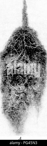 . Fungoid y plagas de insectos de la granja. Las plagas agrícolas. XIIl] Edworms 171. Por favor tenga en cuenta que estas imágenes son extraídas de la página escaneada imágenes que podrían haber sido mejoradas digitalmente para mejorar la legibilidad, la coloración y el aspecto de estas ilustraciones pueden no parecerse perfectamente a la obra original. Petherbridge, Frederick Robert. : Cambridge University Press