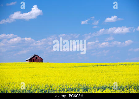 Uno en un granero rojo amarillo feild de colza en flor con el cielo azul y esponjosas nubes en las praderas canadienses en Alberta, Canadá. Foto de stock