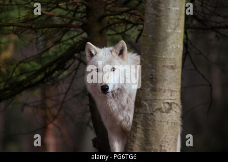 Lobo blanco en los árboles mirando