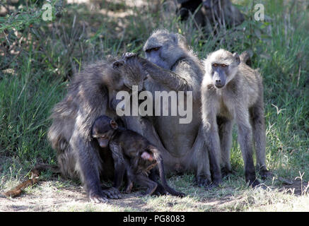 Babuinos en Sudáfrica Foto de stock