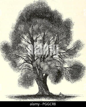 "Una historia de los árboles del bosque británico, indígenas y presentó' (1842)