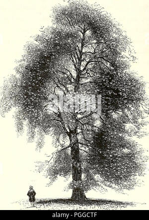 "Una historia de los árboles del bosque británico, indígenas y presentó' (1842)