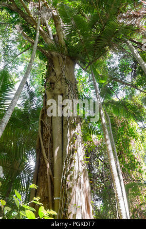 Llorando, higuera (Ficus benjamina) junto al paseo marítimo de Cairns Rainforest, Jardines Botánicos, Borde Hill, Far North Queensland, FNQ, QLD, Australia Foto de stock