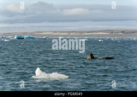 Grupo de morsas nadar en el mar en frente y detrás de los turistas cerca Bråsvellbreen, Austfonna, Nordaustlandet, el archipiélago de Svalbard, Noruega Foto de stock