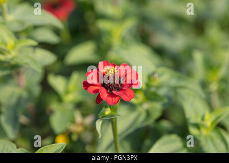 El girasol asteraceae es originario de las américas fotografías e imágenes  de alta resolución - Alamy