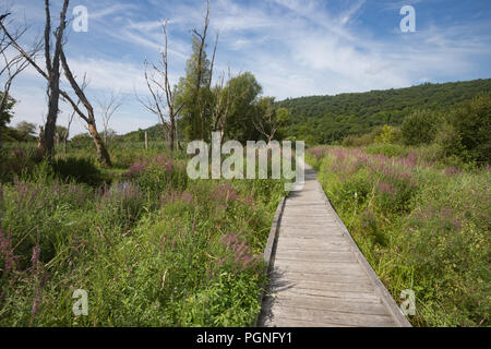 Sección de la Appalachian Trail boardwalk en Pawling, Nueva York Foto de stock