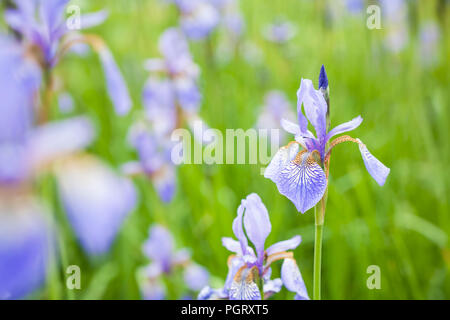 Close-up de Iris sibirica, nombre común bandera siberiano o lirios siberianos, con un fondo verde vibrante. Foto de stock