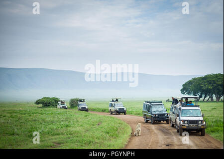 Juego conducir vehículos línea hasta ver una leona, Panthera leo, el cráter del Ngorongoro, el cráter del Ngorongoro Conservation Area, Región de Arusha, Tanzania.