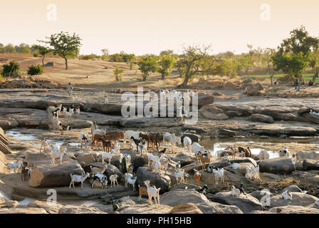 Un rebaño de cabras en la Sangha en Bandiagara. El País Dogon. Malí, África occidental Foto de stock