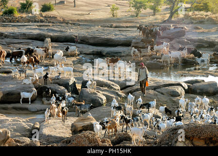 Un rebaño de cabras en la Sangha en Bandiagara. El País Dogon. Malí, África occidental Foto de stock
