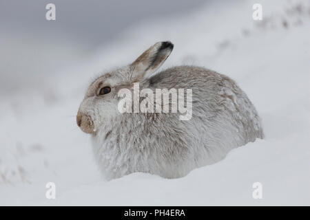 La liebre de montaña (Lepus timidus). Adulto en abrigo blanco (pelaje) en la nieve. El Parque Nacional de Cairngorms, Escocia Foto de stock