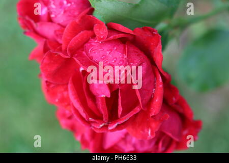 Las gotas de lluvia sobre rosas rojas vibrantes