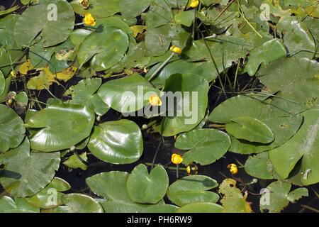 Amarillo lirios de agua (Nuphar lutea) en un río.