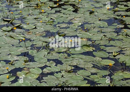 Amarillo lirios de agua (Nuphar lutea) en un río.