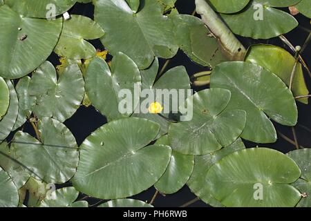Amarillo lirios de agua (Nuphar lutea) en un río.