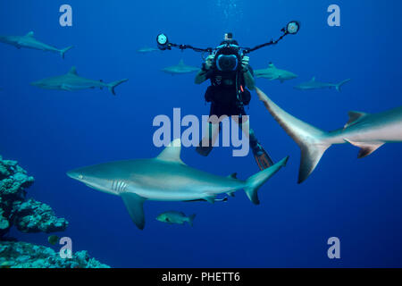 Fotógrafo subacuático (MR) apunta a gris, Carcharhinus amblyrhynchos tiburones de arrecife, frente a la isla de Yap, Micronesia. Foto de stock