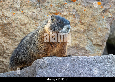 Amarillo-curva marmota (Marmota flaviventris) en un hábitat rocoso, el Parque Nacional Yellowstone, Wyoming, EE.UU. Foto de stock