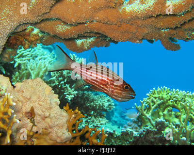 Husarenfisch, Rotes Meer, Aegypten