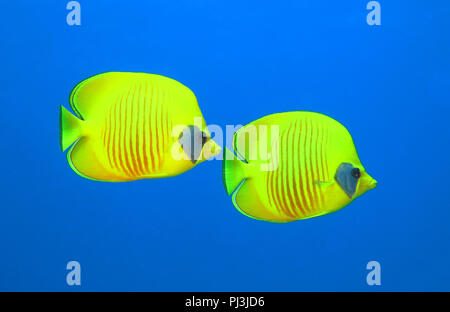 (Chaetodon semilarvatus Masken-Falterfische), Rotes Meer, Aegypten Foto de stock
