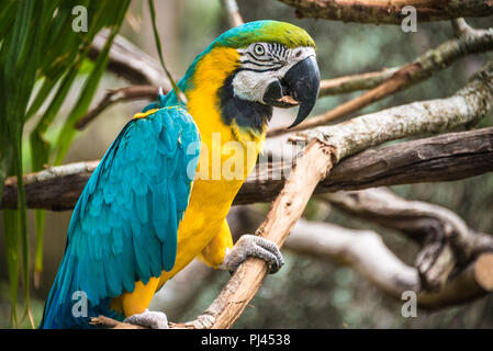Un colorido azul y oro guacamayo (también conocido como azul y amarilla) en el guacamayo SAN AGUSTÍN Alligator Farm Zoological Park, en San Agustín, FL. (Ee.Uu.)