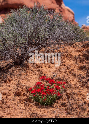 Pincel en flor, abandonada ruta por carretera cerca del Jardín del Edén, Arches National Park, Moab, Utah. Foto de stock