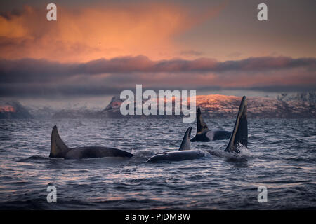 Orcas, ballenas asesinas, Skjervøy, Troms, Noruega Foto de stock