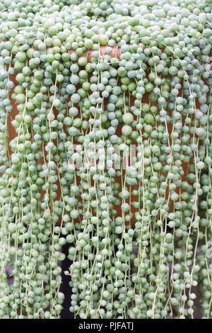 Senecio rowleyanus. Cadena de perlas. Foto de stock