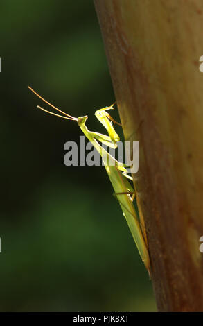 Unión mantis o mantis religiosa es un insecto hemimetabolic grande en la familia de los Mantidae ('mantids') Foto de stock