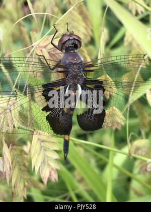 Alforjas, Tramea lacerata negro es una especie de skimmer dragonfly encontrado a lo largo de Norte Améric Foto de stock