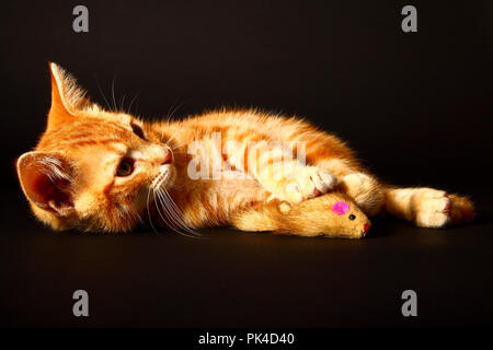 Jengibre mackerel tabby12 semana vieja gatito aislado en un fondo negro jugando con un ratón de juguete